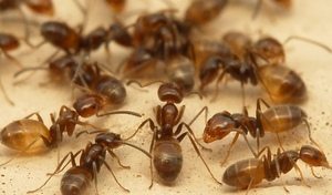 Как избавиться от рыжих муравьев Как бороться с муравьями