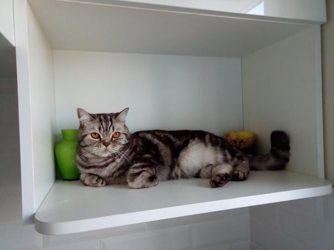 Кот Кот